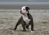 BOULEDOGUE AMERICAIN 235